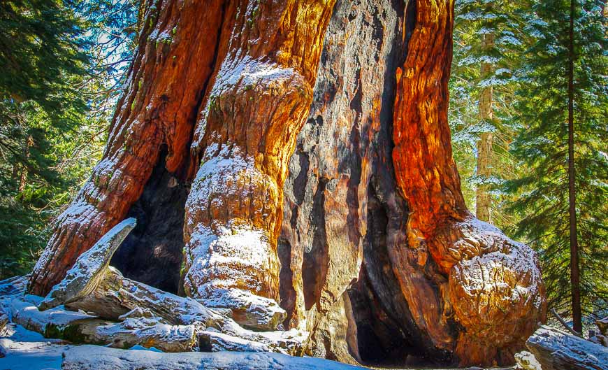 The bottom of the Grizzly Giant - the largest tree in the park with a 96 foot circumference and an age of about 1,800 years