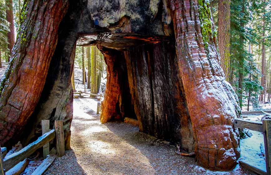 The famous tunnel tree