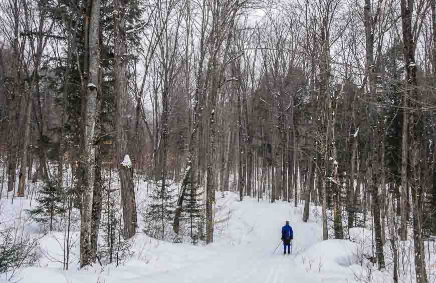 Cross country skiing in Algonquin and a surprising amount of climbing on a never ending series of hills