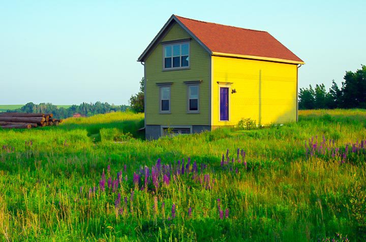 Love the yellow - purple combo near Blomidon Beach