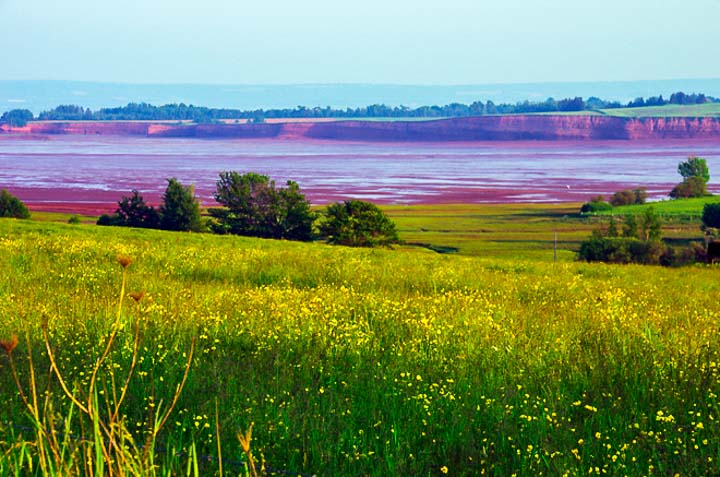 Field of flowers near Blomidon Provincial Park