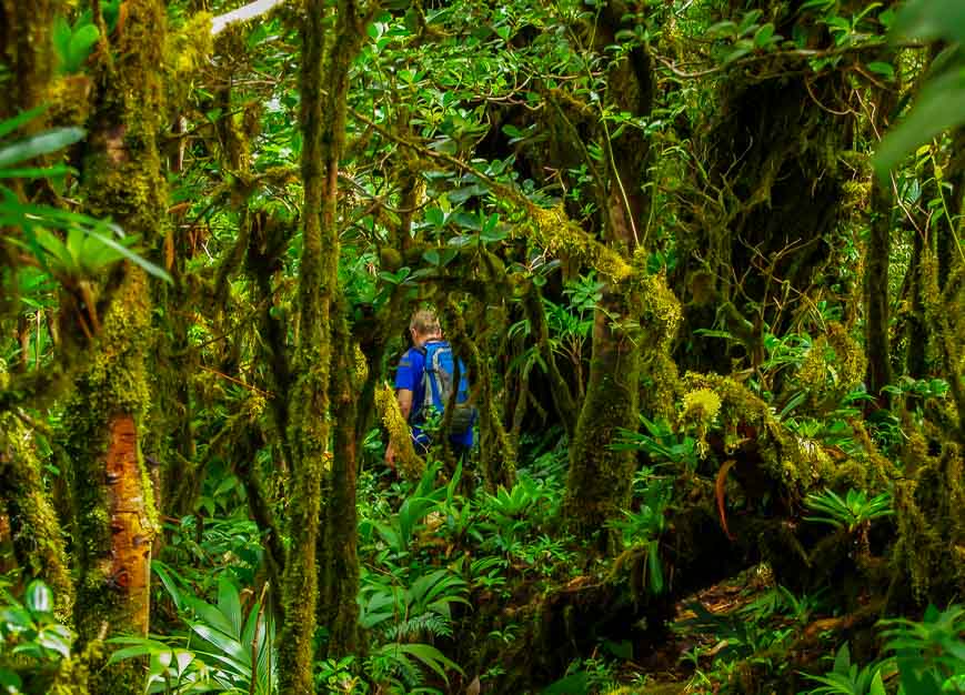 The rainforest gets thicker the higher we climb