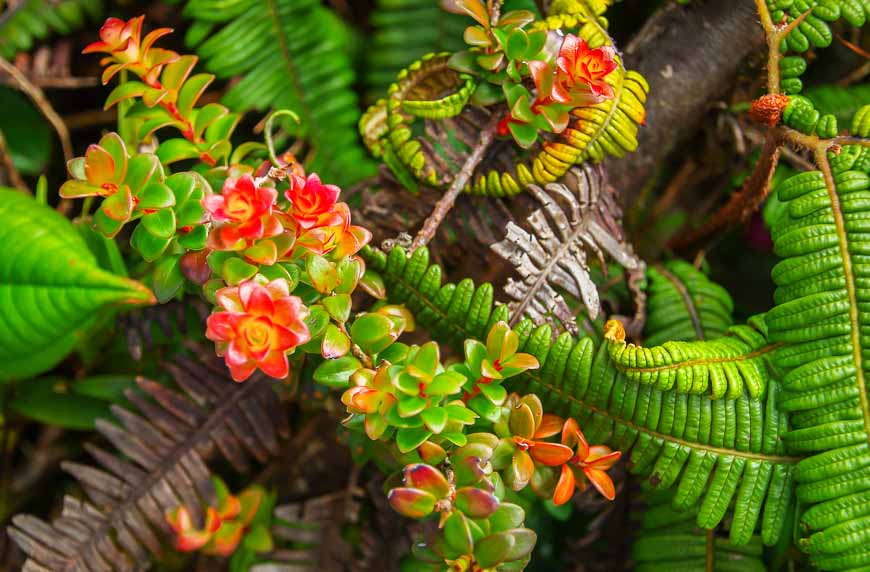 Colourful succulents at the summit