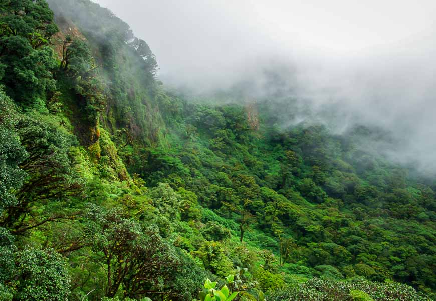 There's a massive drop down into the crater - but it's disguised by vegetation