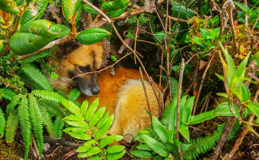 The dog has his favourite nest at the summit - but just another foot away is a drop of hundreds of feet