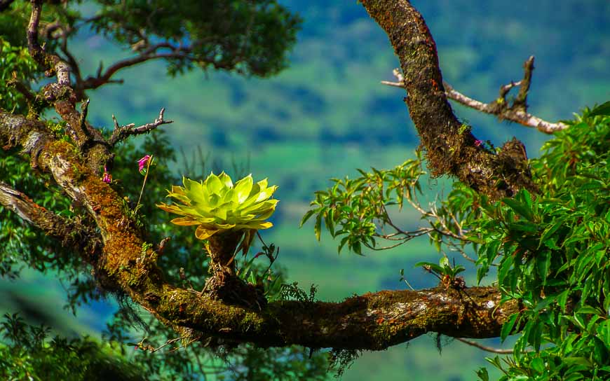 The bromeliads grow on the limbs of a tree