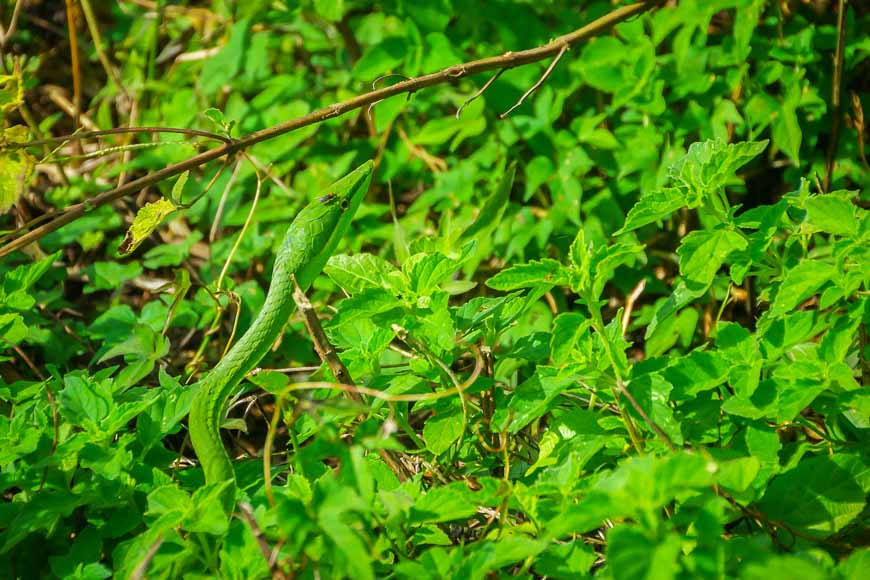 Hiking in Costa Rica means watching for snakes