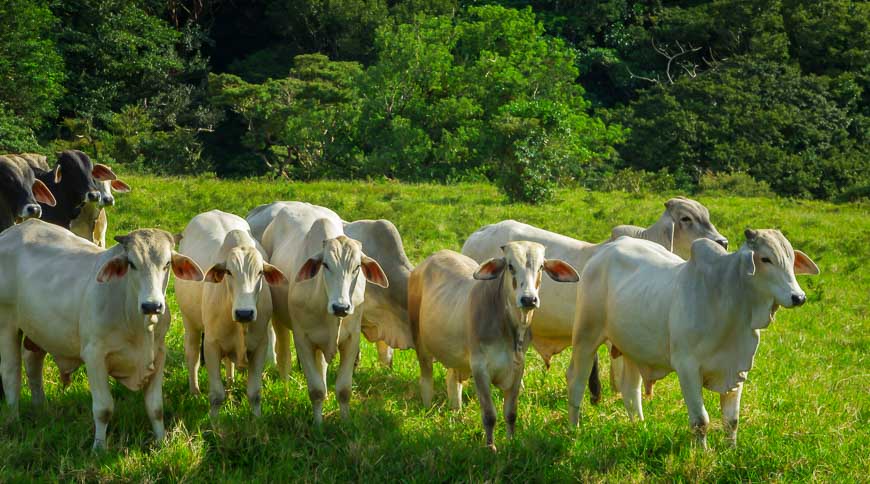 Getting the hairy eyeball from the cows