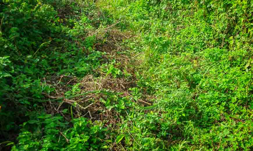 The dog jumped over it, and the guide just jumped. Would you have seen this snake?