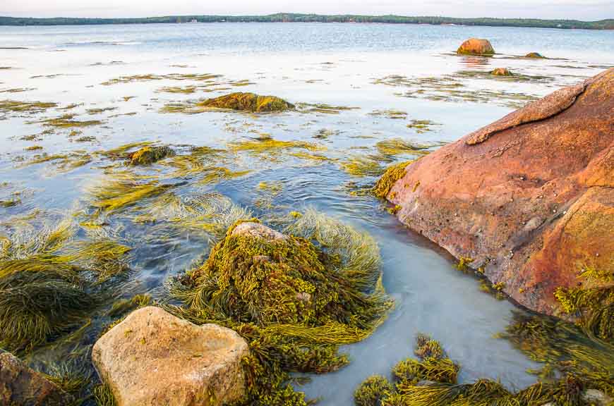 Kelp and colourful rocks at the water's edge in Thomas Raddall Provincial Park