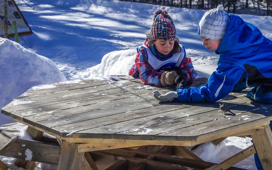 Trying to feed the black-capped chickadees