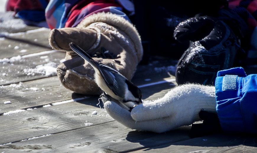 I suspect these chickadees look forward to the weekend crowds