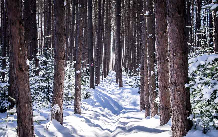 Enchanting sections of tree skiing