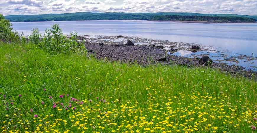 Flowers line the side of the road in June