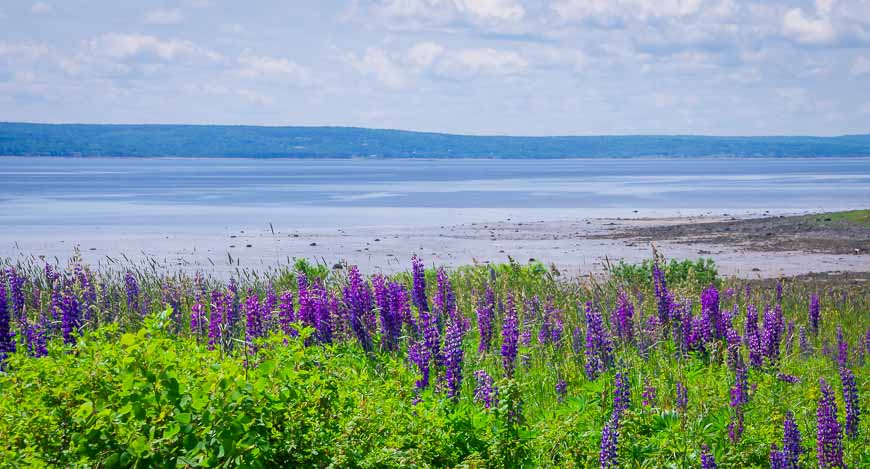 No shortage of lupins to be seen on the bike ride from Annapolis Royal