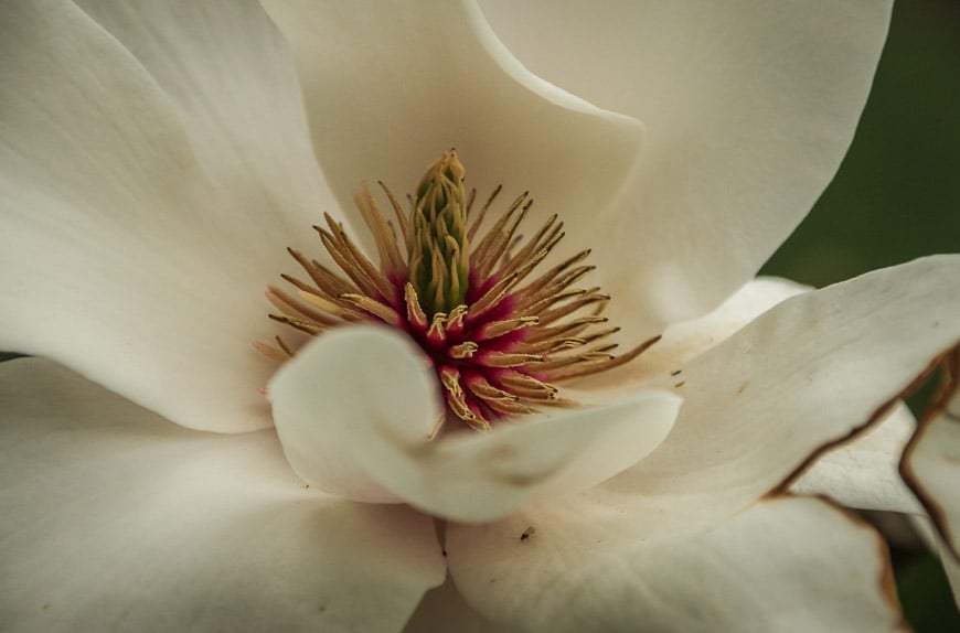 Magnolia blossoms are at their peak in April