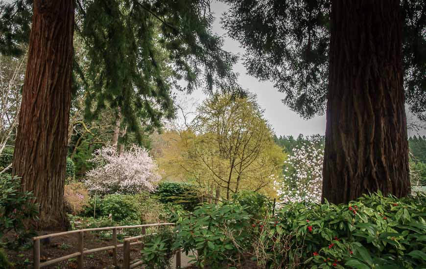 Coast redwood trees are giant compared to everything else in one section of the garden
