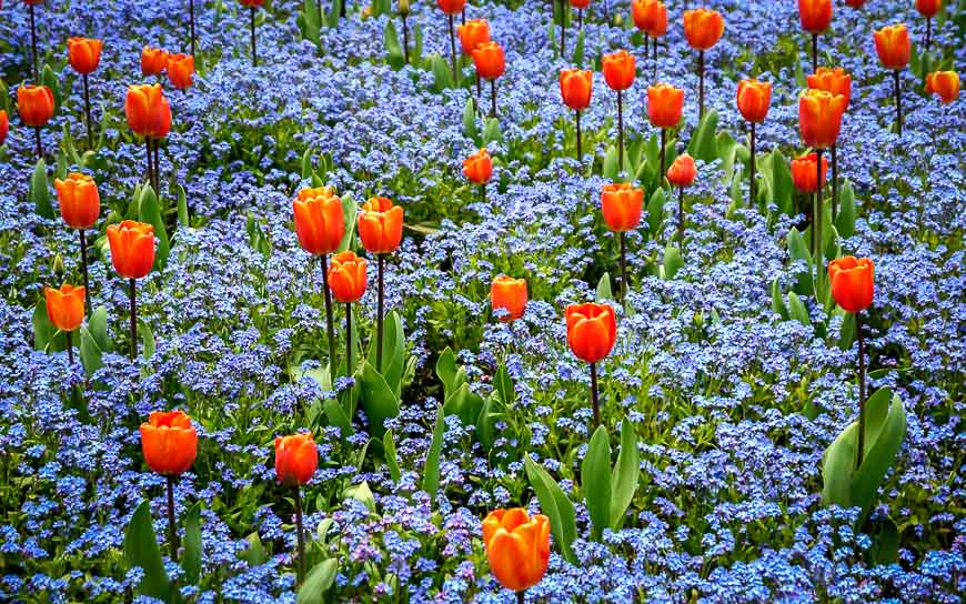 Colourful plantings of tulips and forget-me-nots at the Butchart Gardens