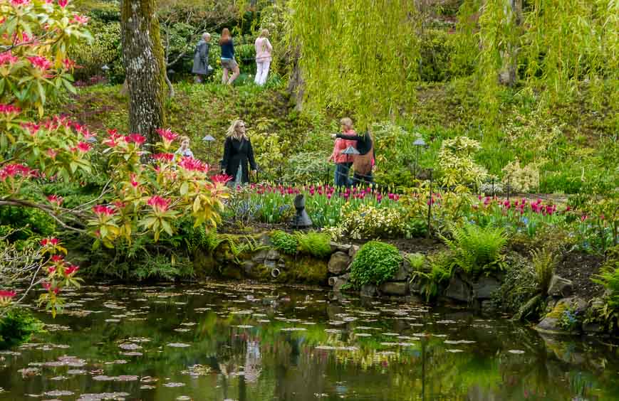 Soothing scene of ponds and willows at the Butchart Gardens