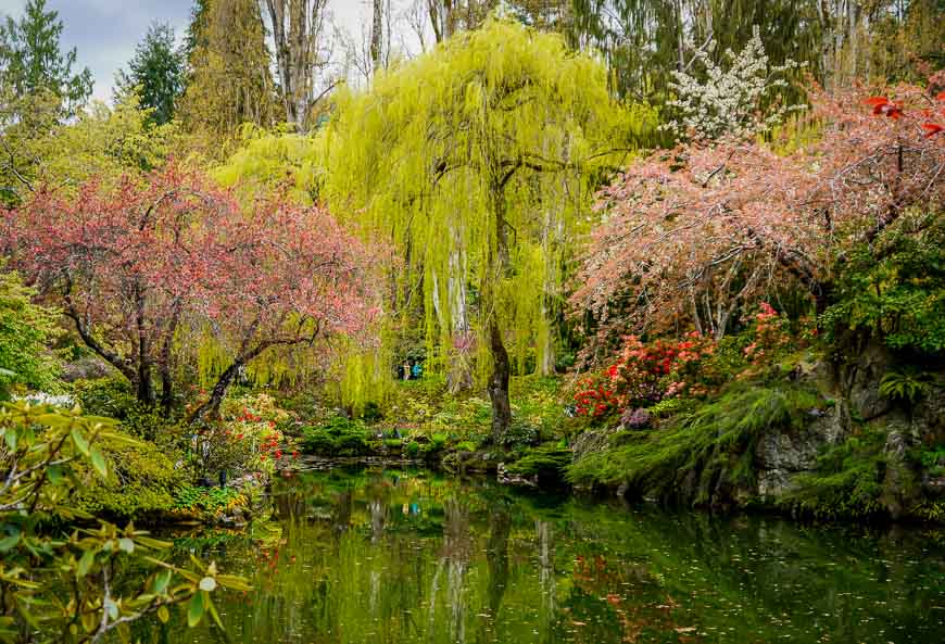 The pond with draping willows at the Butchart Gardens