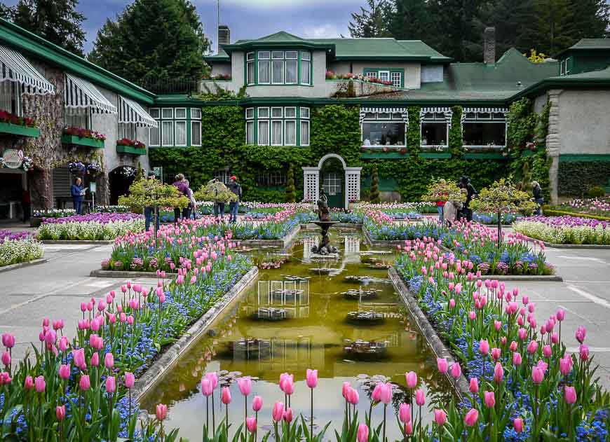 Fountains lined with tulips and forget-me-nots at the Butchart Gardens