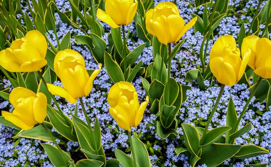 Yellow tulips and nlue forget-me-nots at the Butchart Gardens