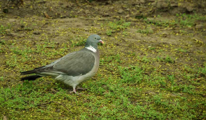 Over 3 hours in Leipzig you'll see pigeons