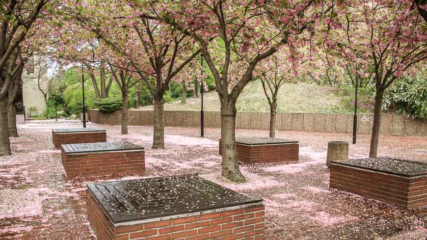 Raining flower petals