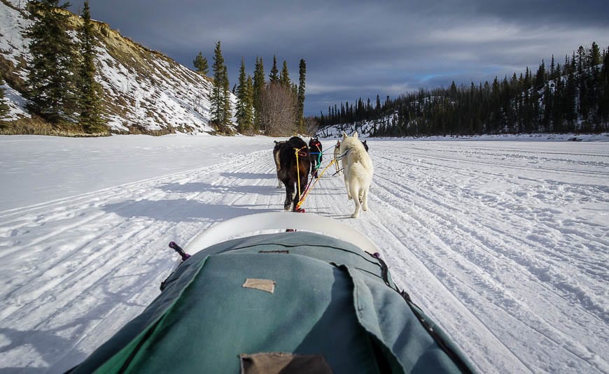 Dogsledding on a frozen river in the Yukon