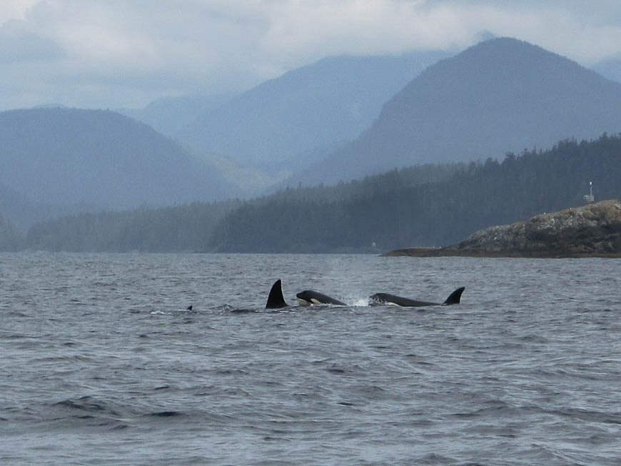 If you're lucky you might see some transient killer whales - Photo credit: David Stanley on Flickr