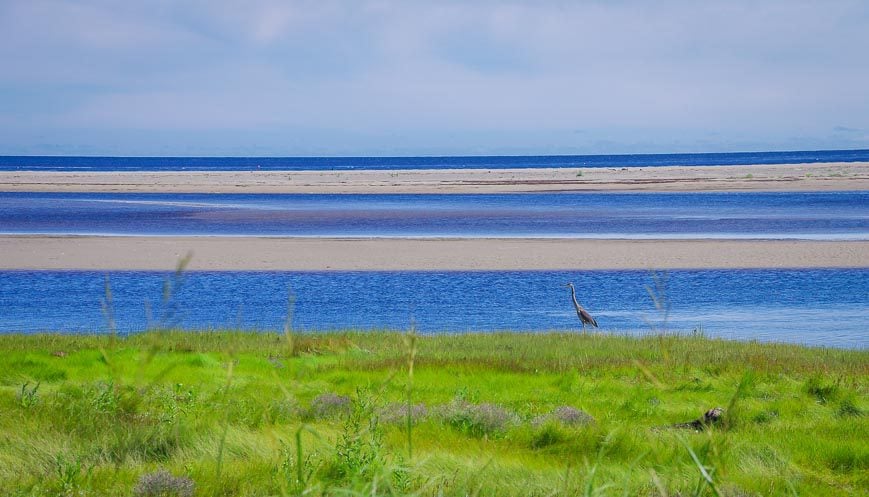 Great blue herons can be seen in marshy areas in Koughibouguac National Park 