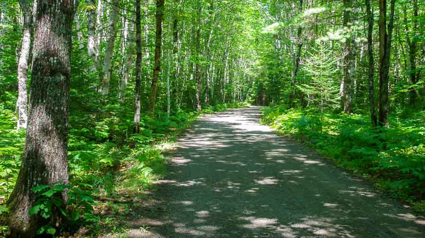 Peaceful cycling in the woods of Koughibouguac National Park