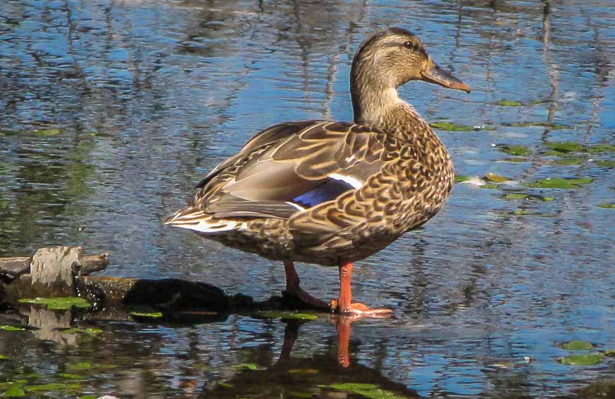 There are loads of ducks in the Vaseux Bird Sanctuary