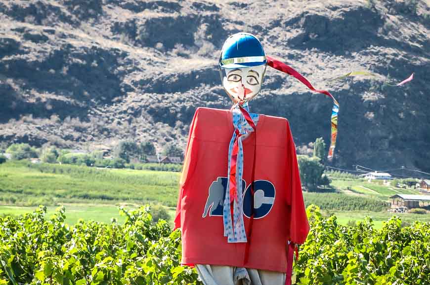 Scarecrow in a field of grape vines near Oliver