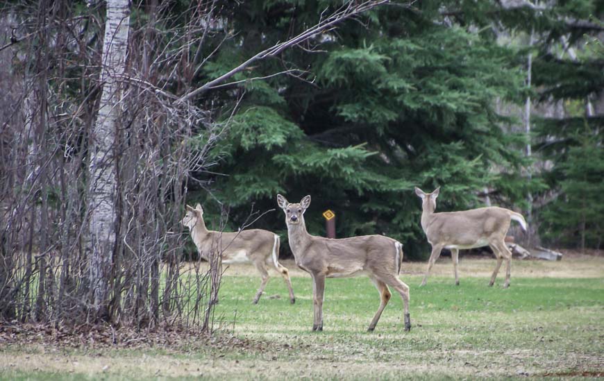 We saw loads of white -tailed deer especially along the road 
