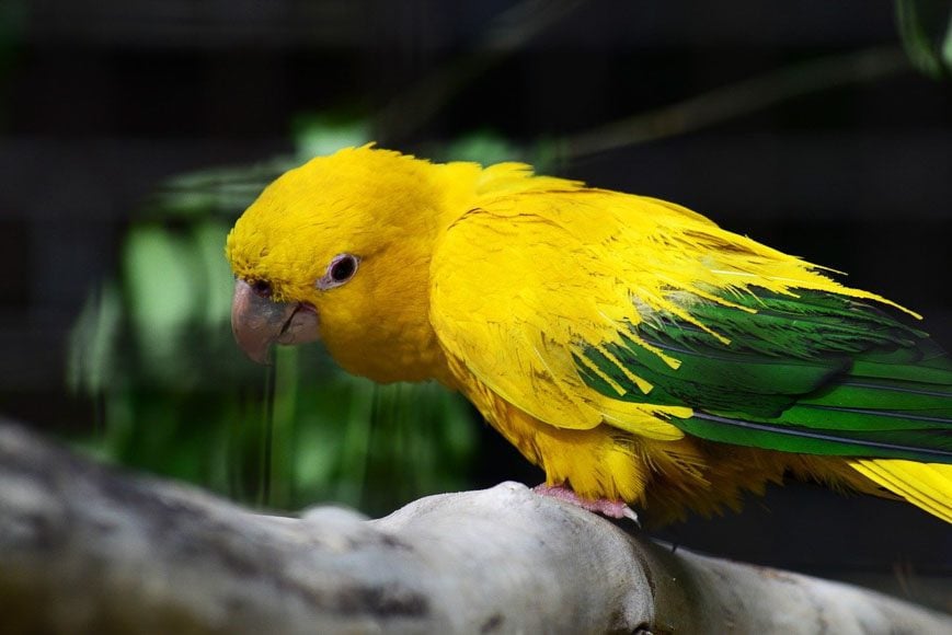 The golden conure parrot - one of the colourful bird species you'll find in Brazil 