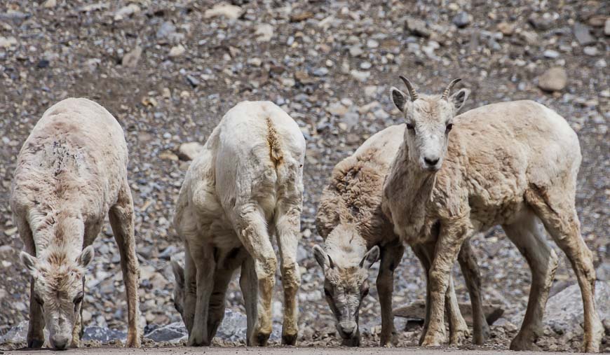 The sheep blend right into the background