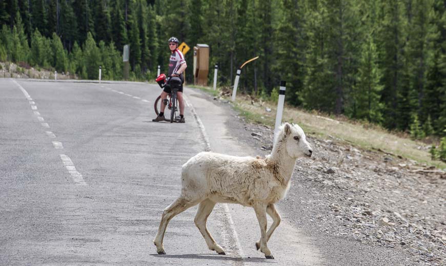 It wasn't until John sped past the sheep that we even noticed them