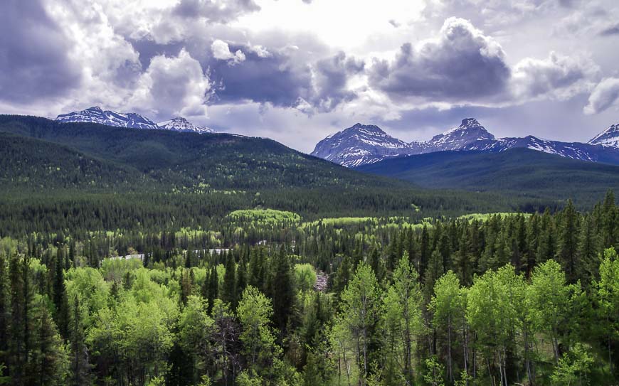 Fresh green foliage & lots of trees equals bear country on the Highwood Pass Road