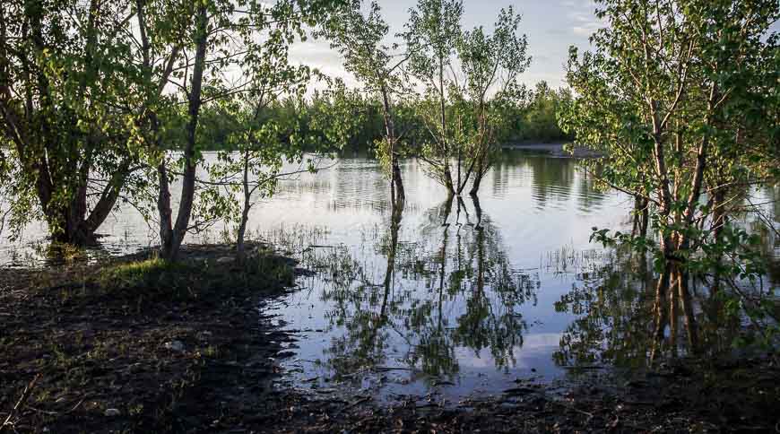 Trees are standing in water but it doesn't seem to affect them as it happens every year