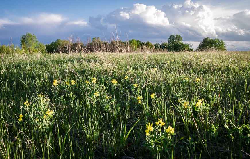 Nose Hill Park in Northwest Calgary - Tours and Activities