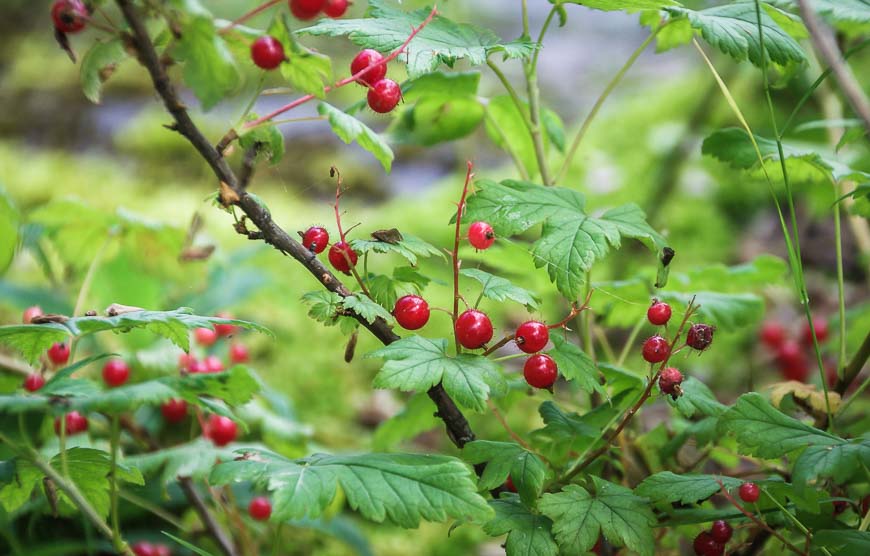 Wild red currants found on the third day