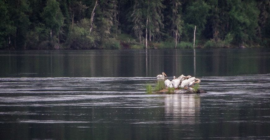 We saw clumps of pelicans like this on several occasions