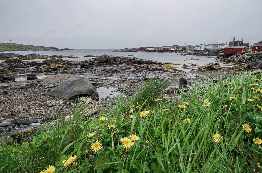 Wildflowers brighten an otherwise dreary day