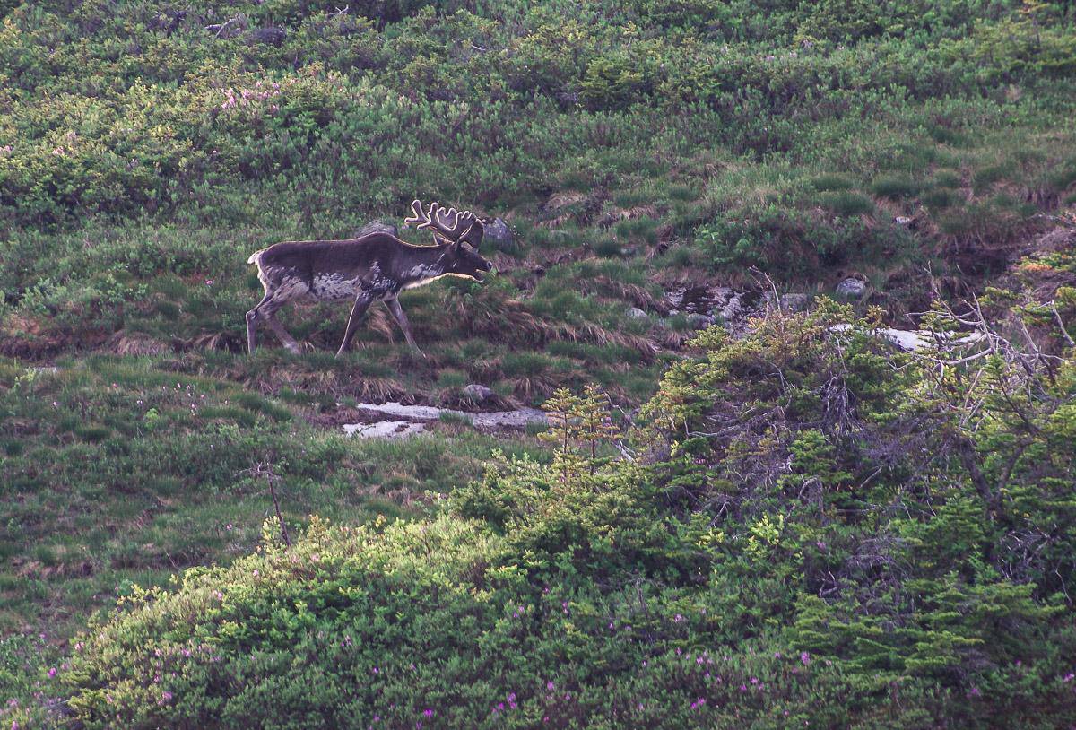 The only caribou we saw on the Long Range Traverse in Gros Morne National Park