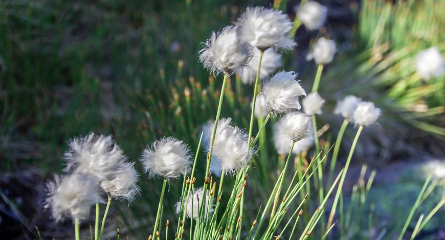 Arctic cotton