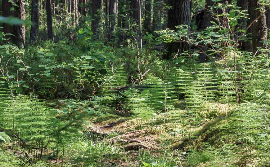 Looking at these plants makes me dizzy - and no they're not out of focus