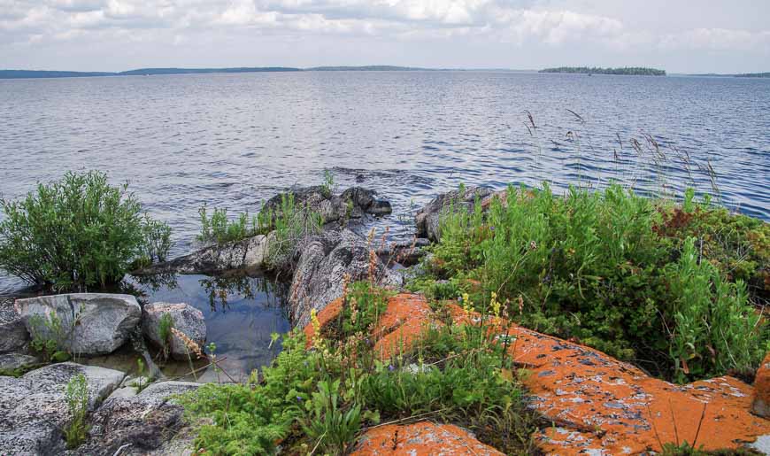 Orange lichen covered rocks at the edge of Lac La Ronge