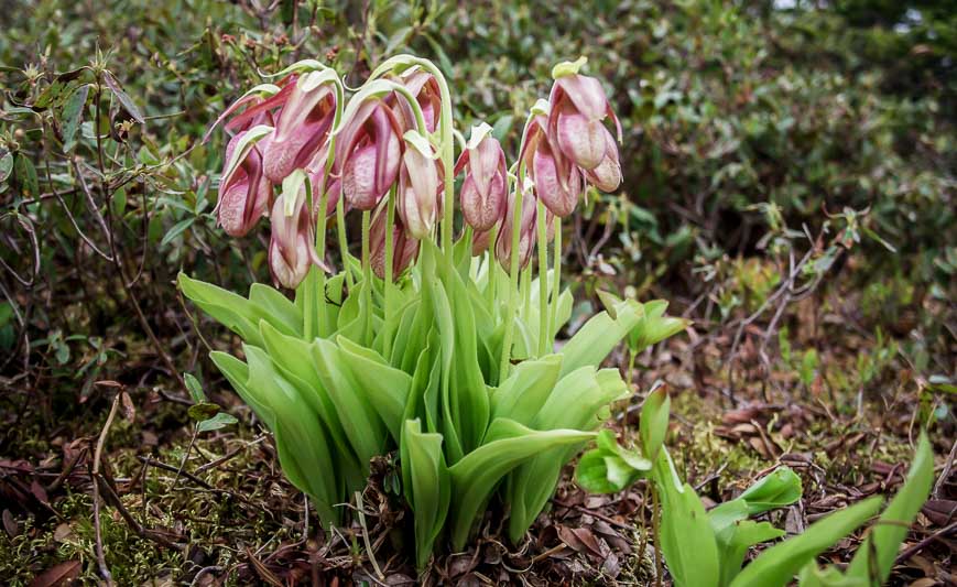 Lady slippers in abundance early on in the hike