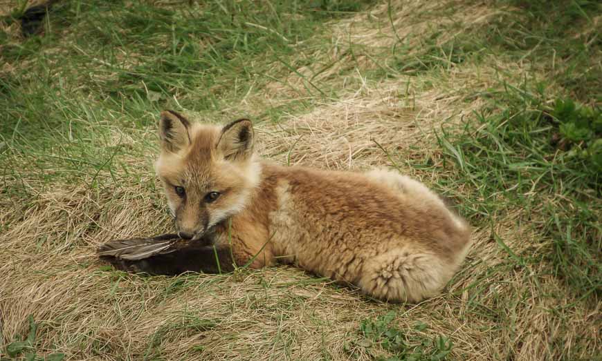 There were a couple of fox cubs playing near the high point of the hike